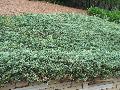 Dwarf Creeping Juniper / Juniperus horizontalis 